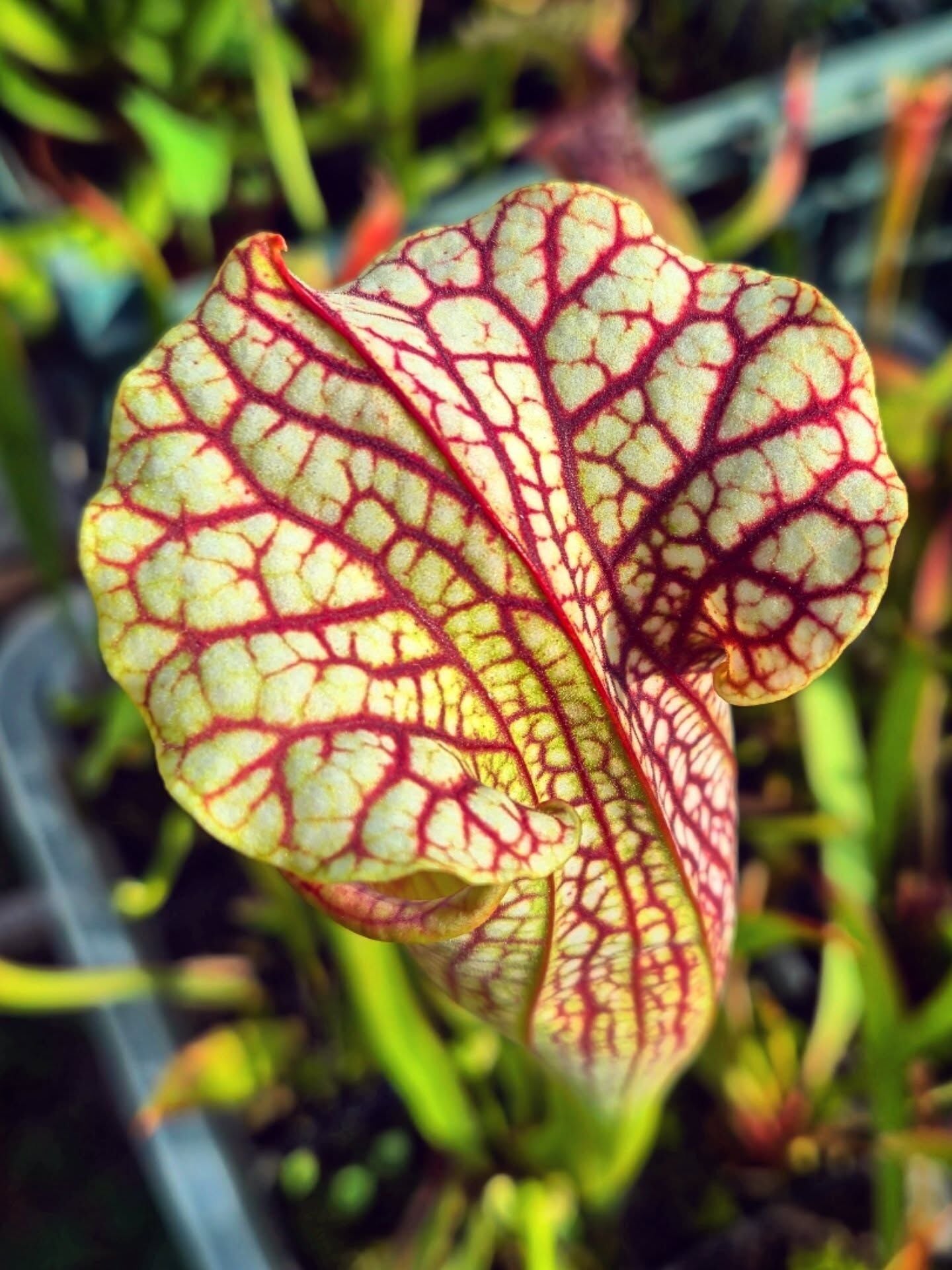 Sarracenia oreophila x leucophylla
