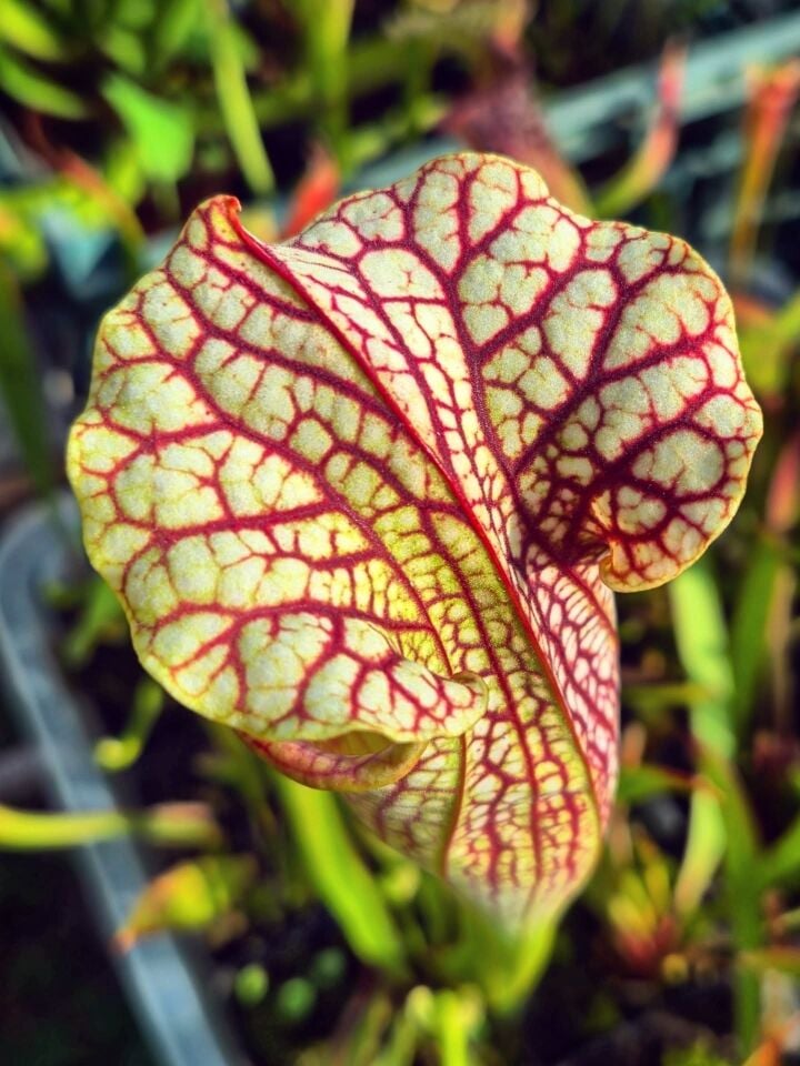 Sarracenia oreophila x leucophylla