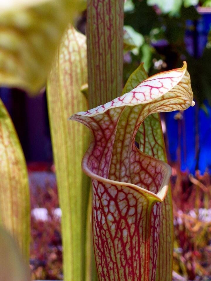 Sarracenia oreophila x leucophylla