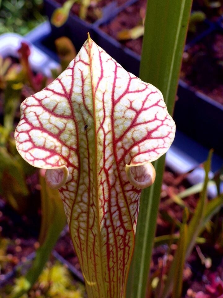 Sarracenia oreophila x leucophylla