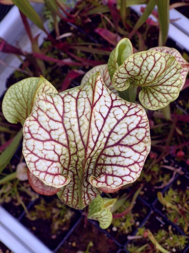Sarracenia oreophila x leucophylla