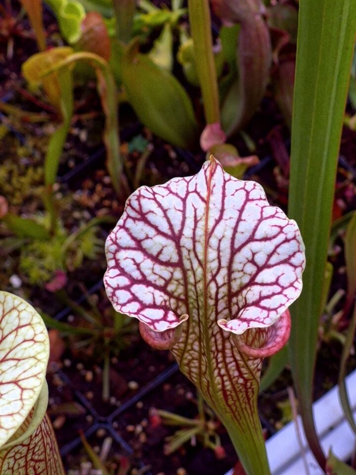 Sarracenia oreophila x leucophylla