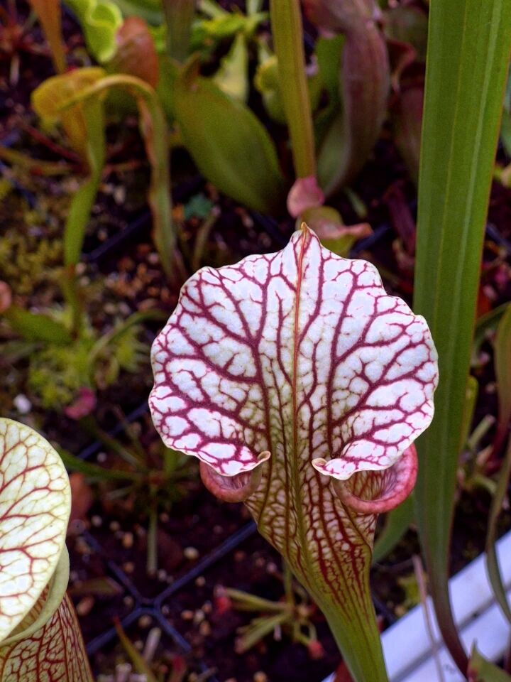 Sarracenia oreophila x leucophylla