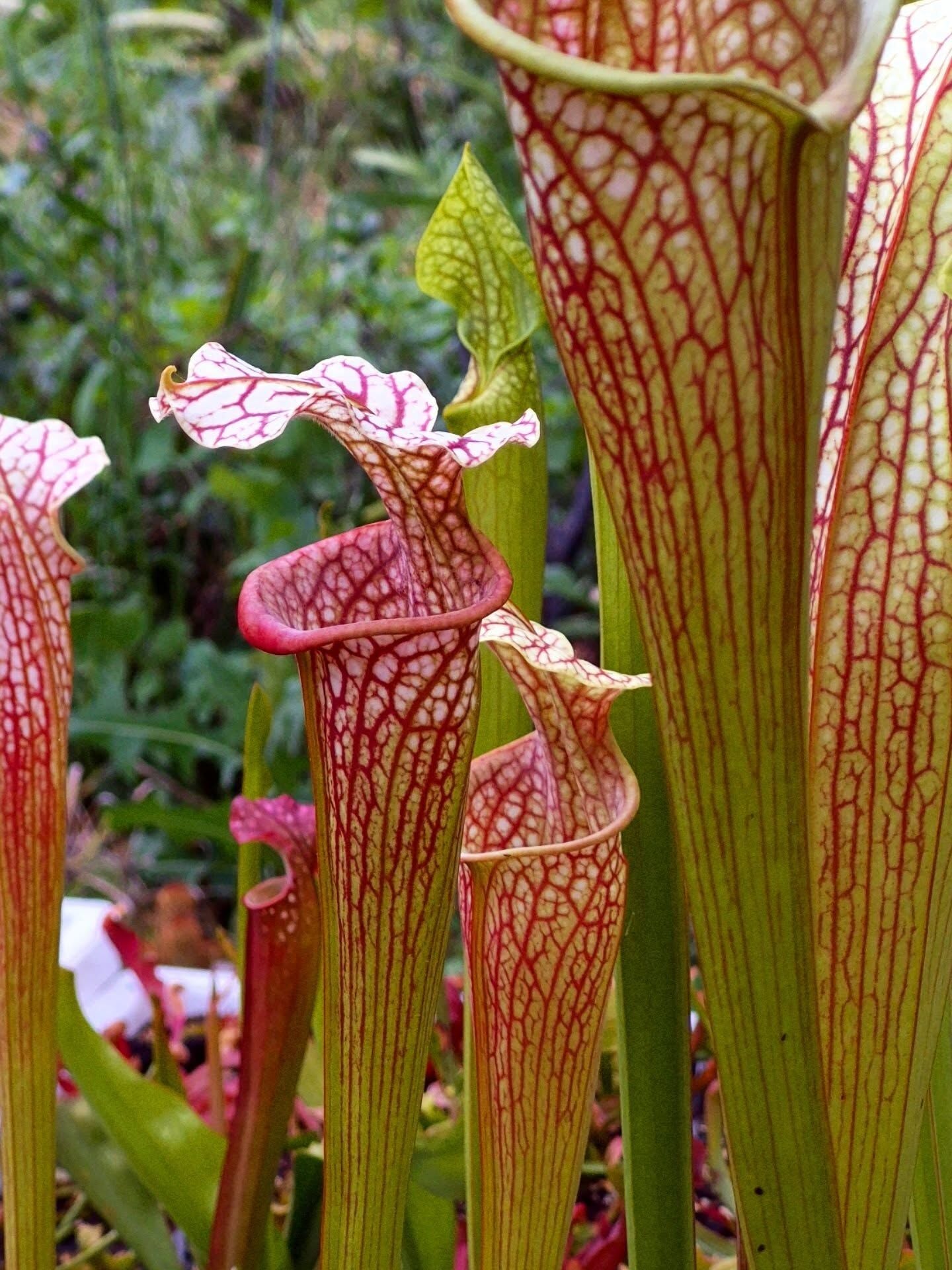 Sarracenia oreophila x leucophylla