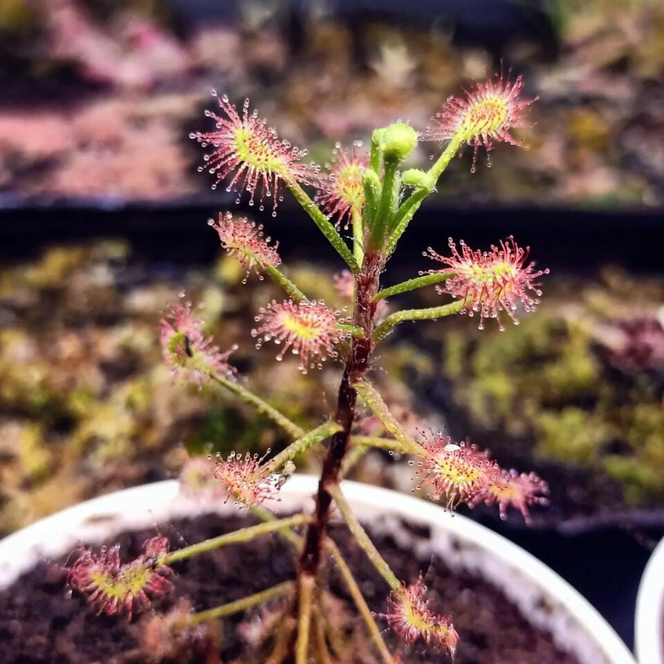 Drosera madagascariensis