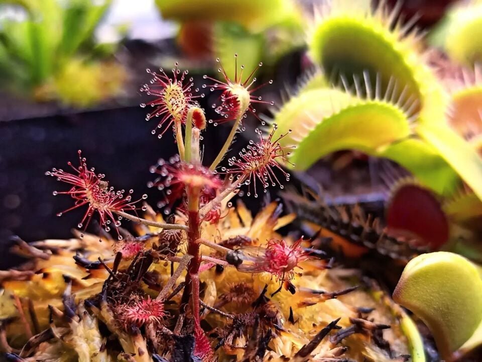 Drosera madagascariensis