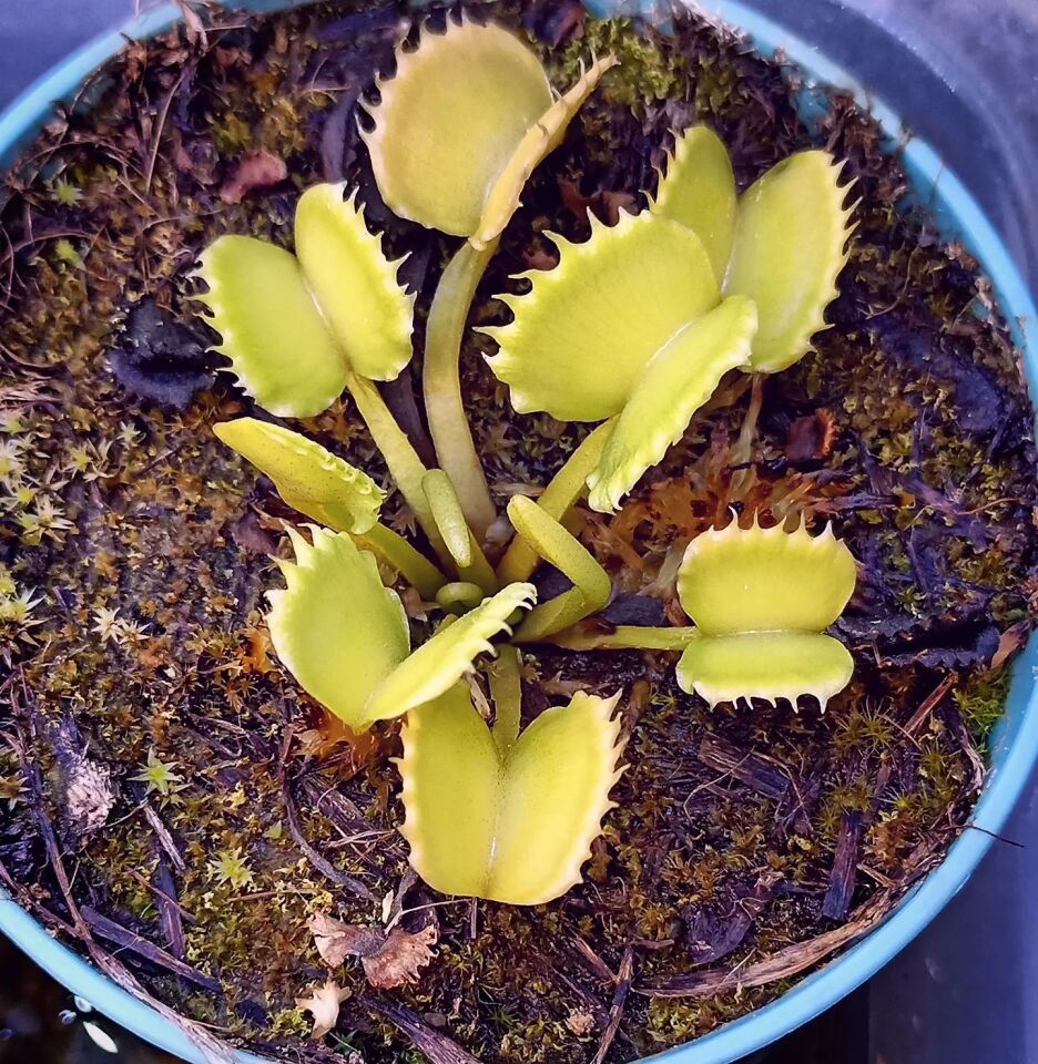 Dionaea muscipula ''werewolf''