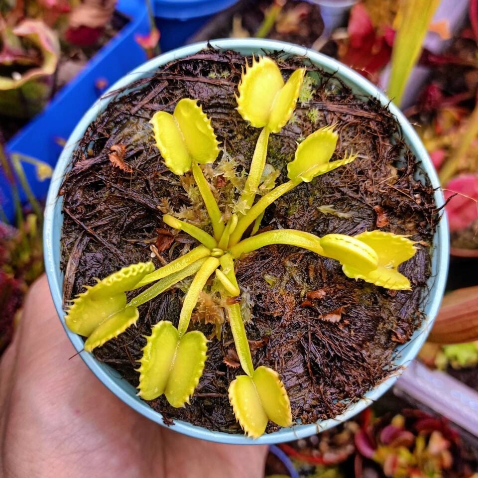 Dionaea muscipula ''werewolf''
