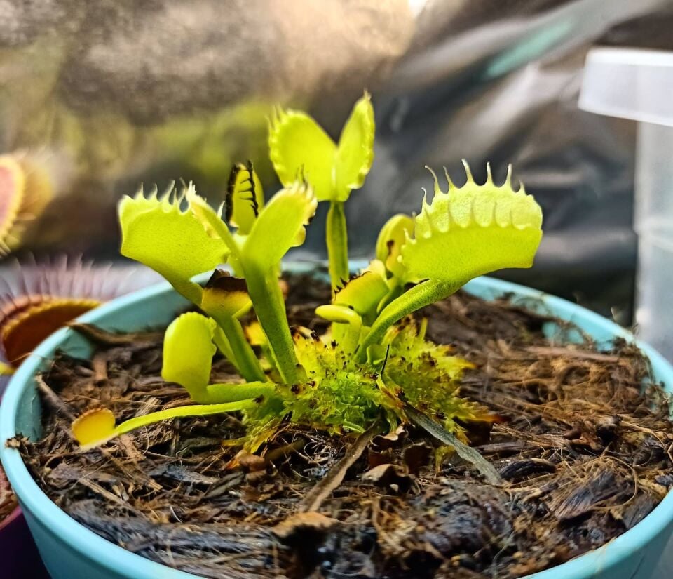 Dionaea muscipula ''werewolf''