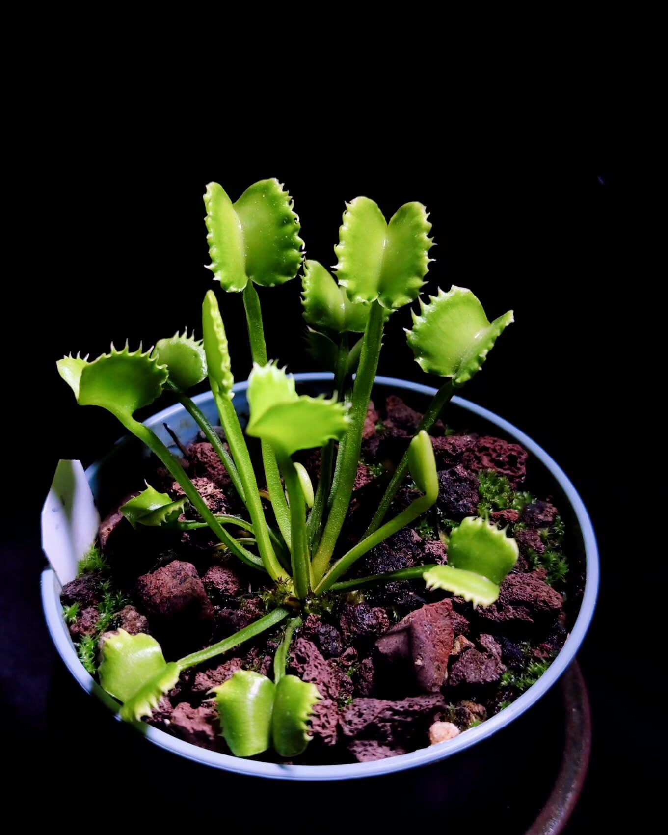 Dionaea muscipula ''werewolf''