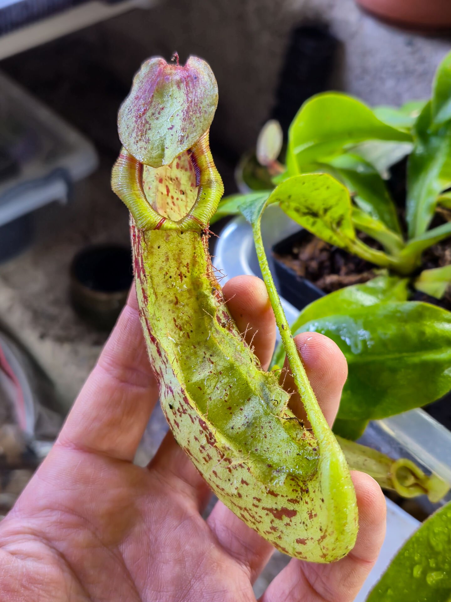 Nepenthes x mojito