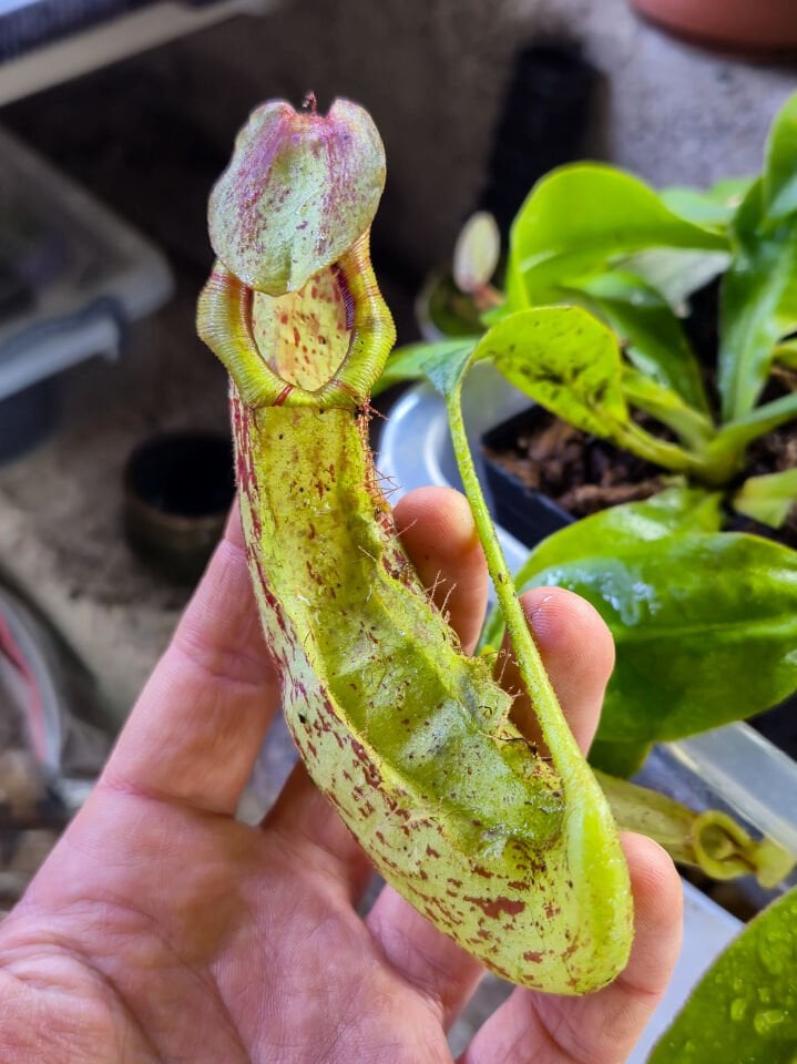 Nepenthes x mojito