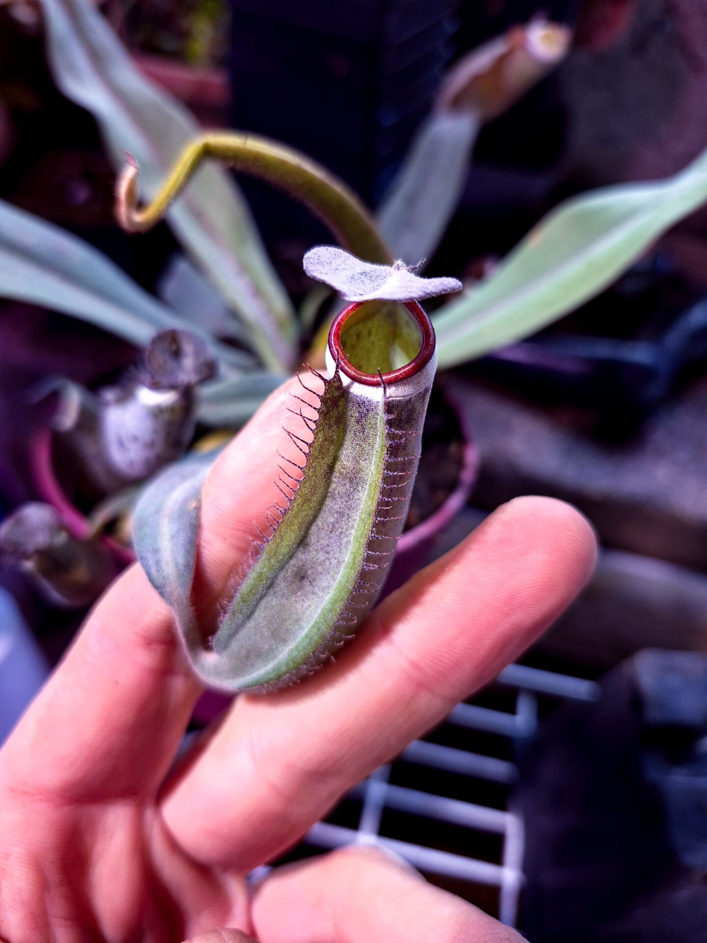 Nepenthes albomarginata 'kuching spotted'