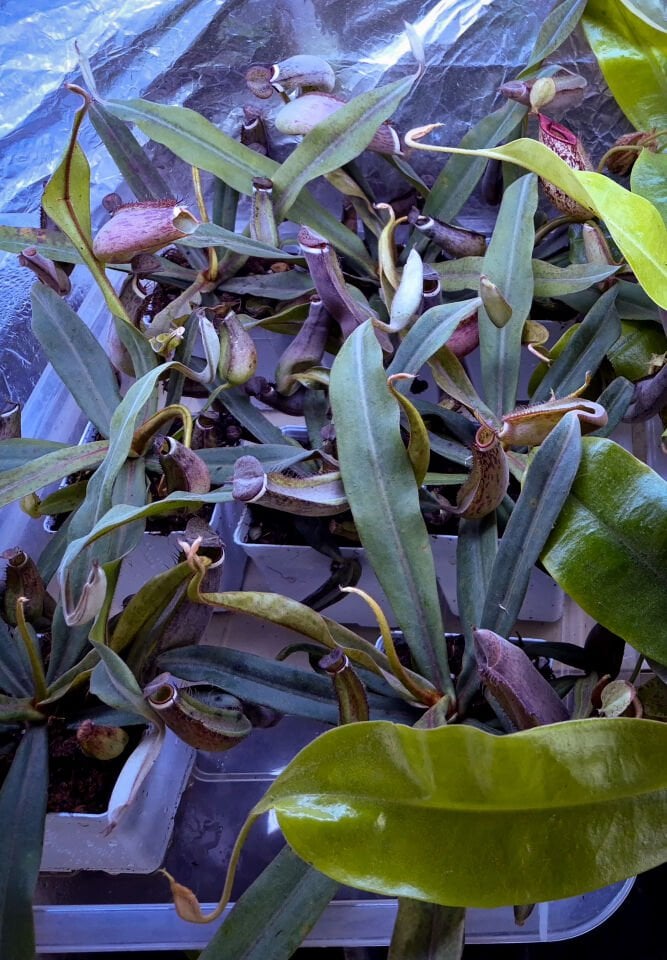 Nepenthes albomarginata 'kuching spotted'