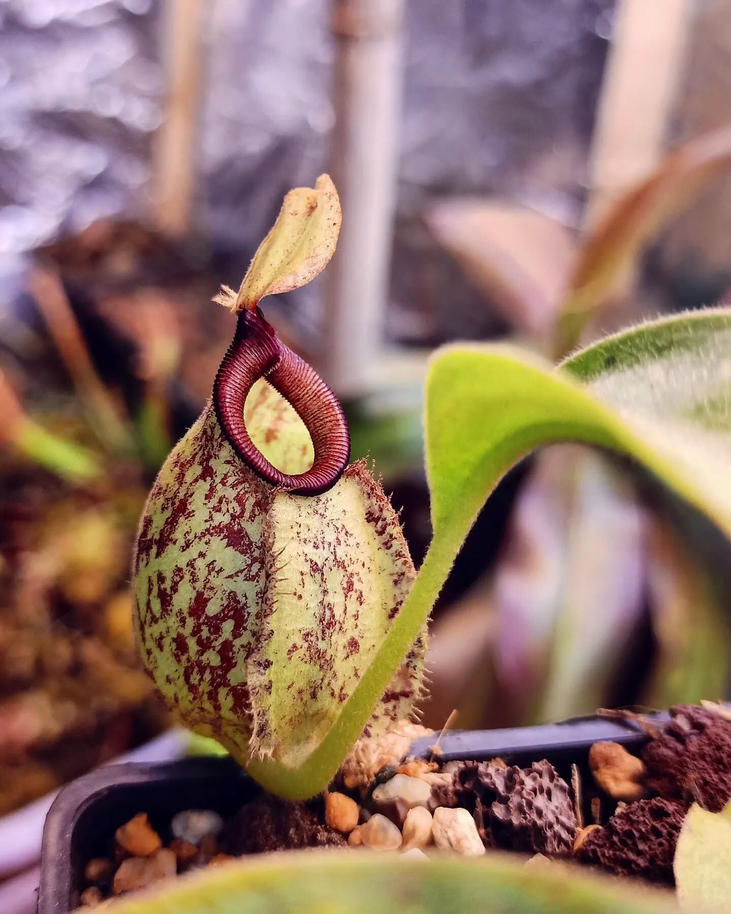 Nepenthes hookeriana