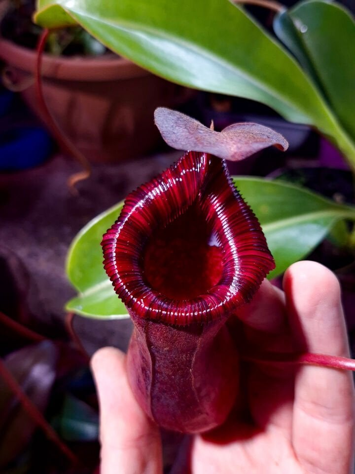 Nepenthes lowii