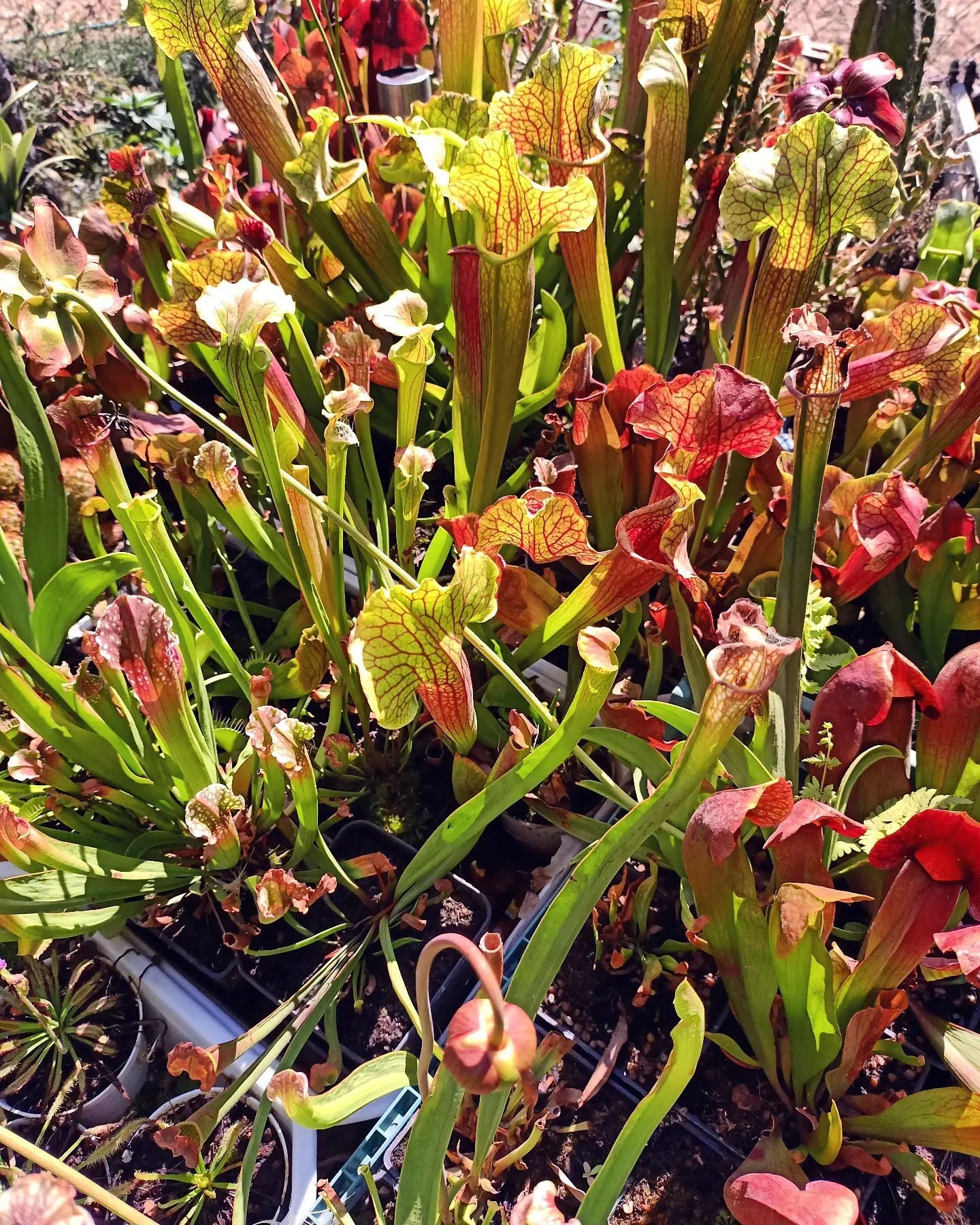 Sarracenia sp.