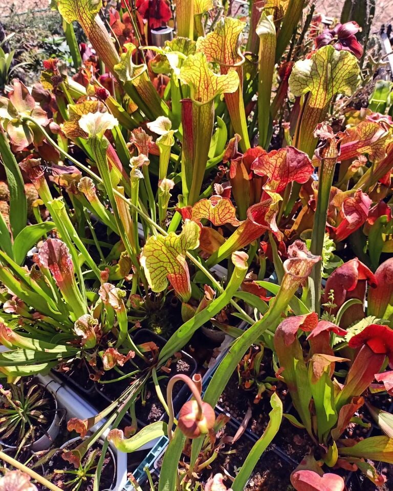 Sarracenia sp.