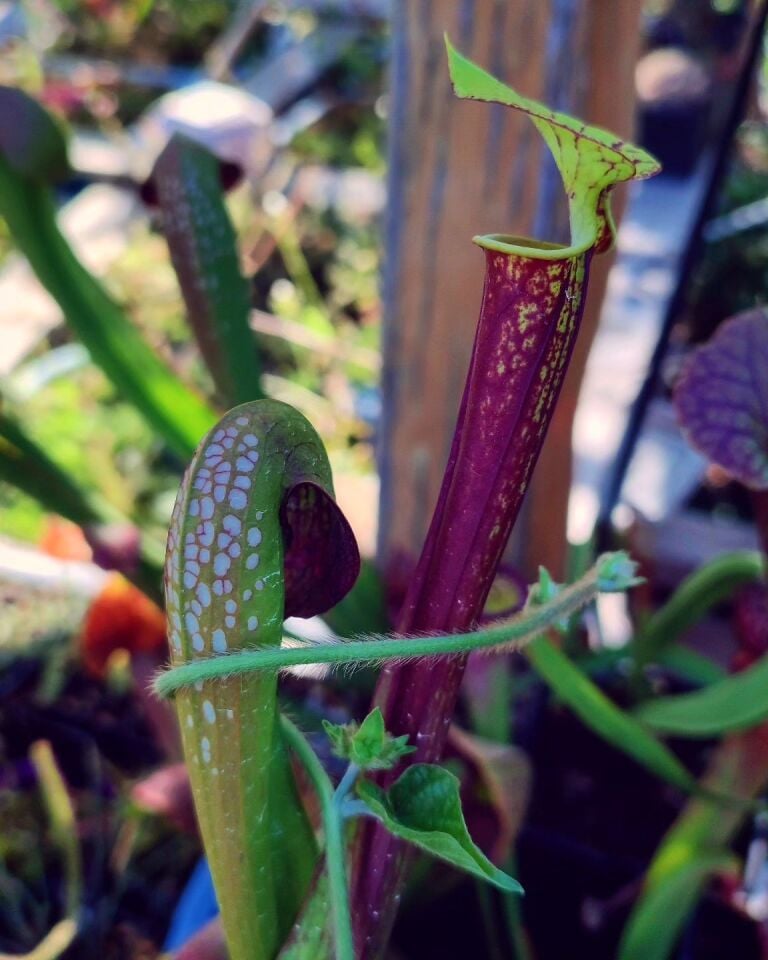 Sarracenia flava ''rubricorpora''