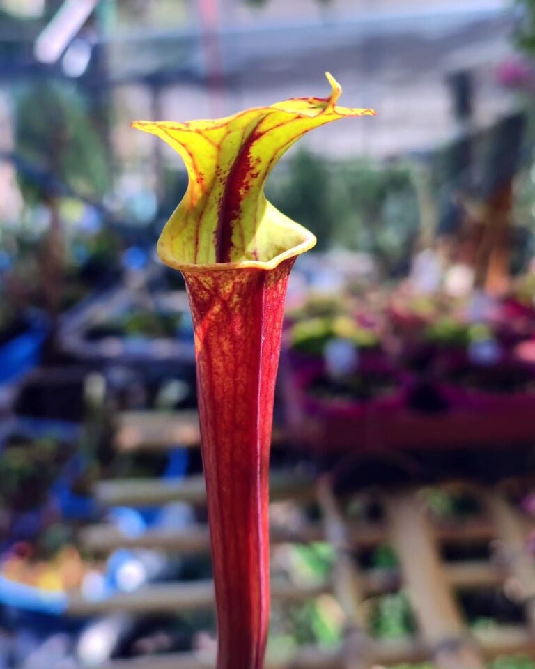 Sarracenia flava ''rubricorpora''