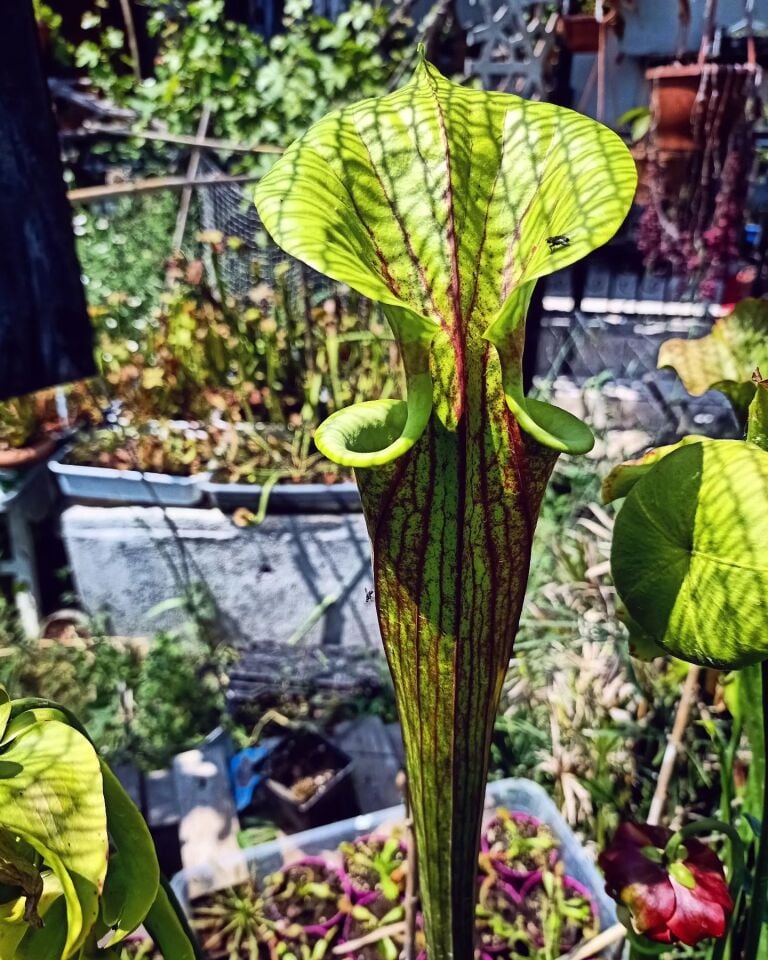 Sarracenia flava ''rubricorpora''