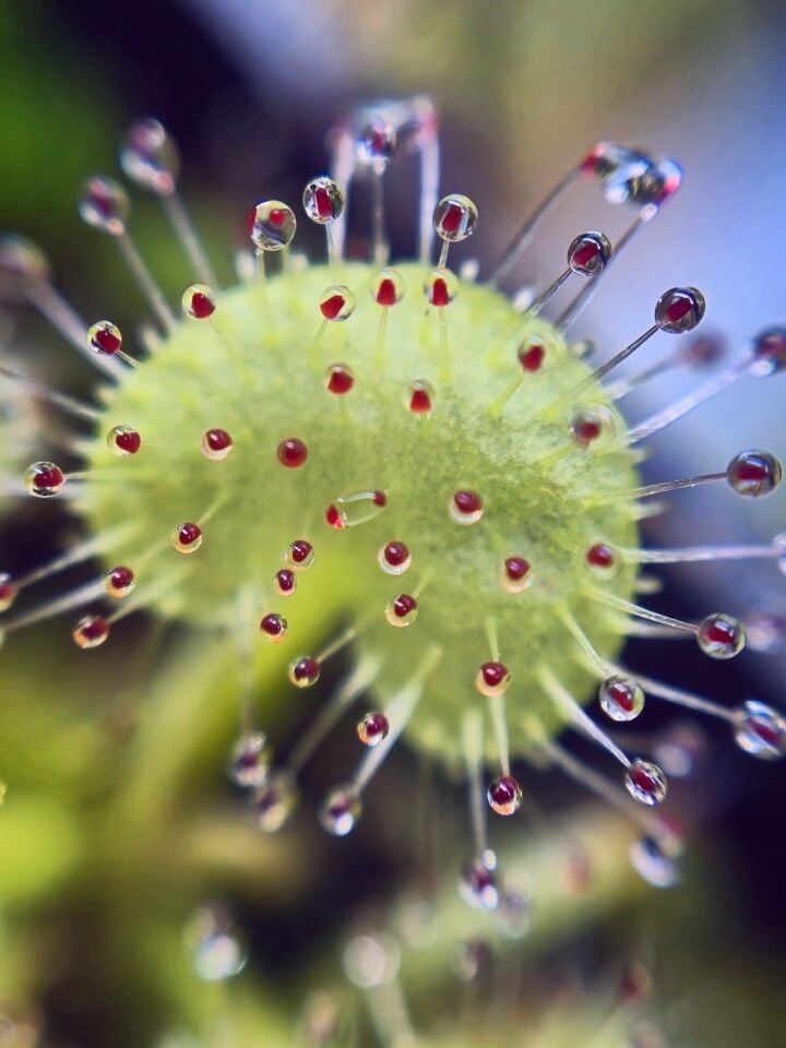 Drosera prolifera