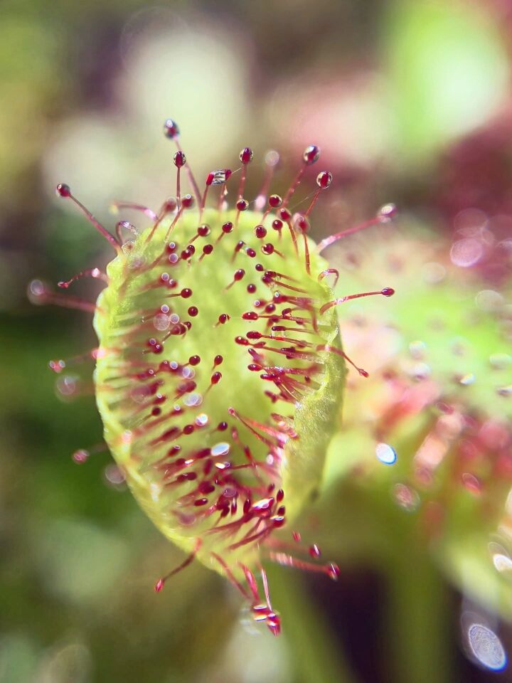 Drosera prolifera
