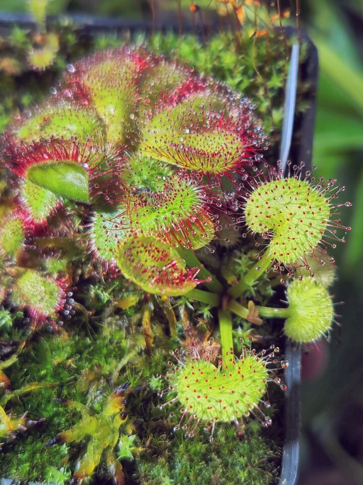 Drosera prolifera