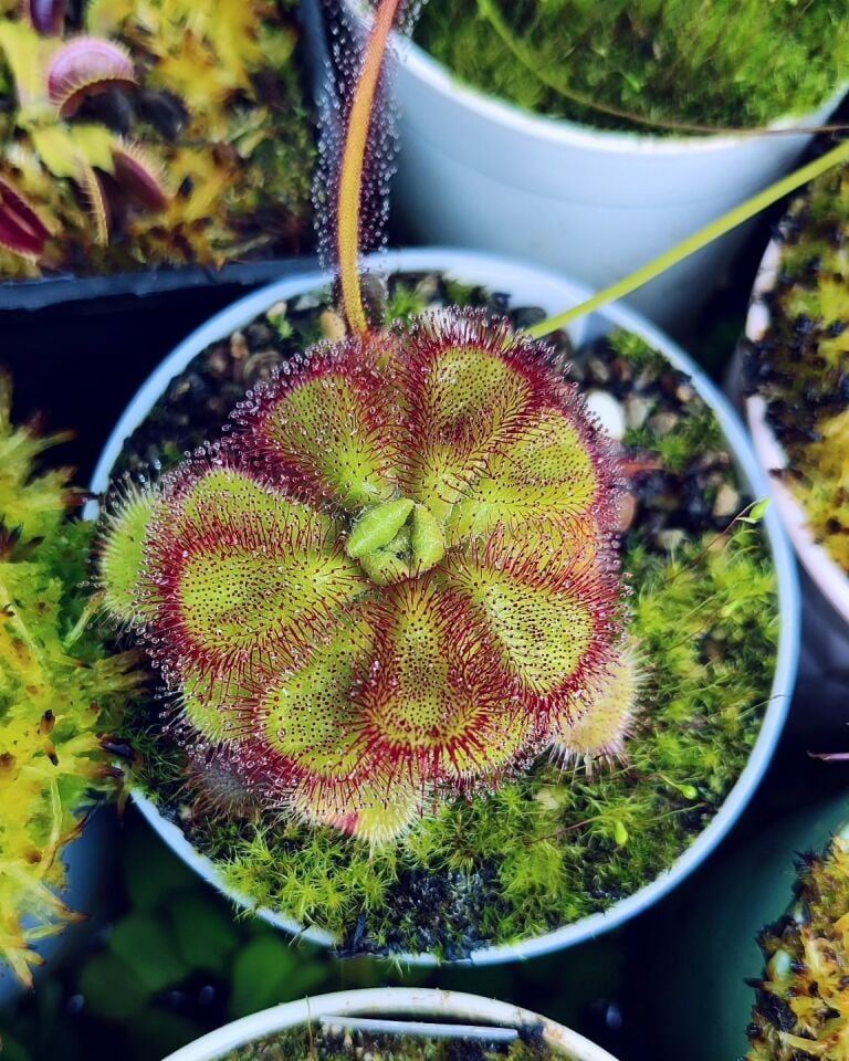 Drosera cuneifolia