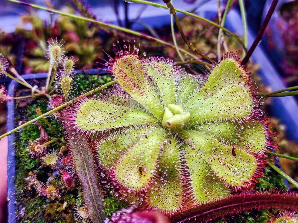 Drosera cuneifolia