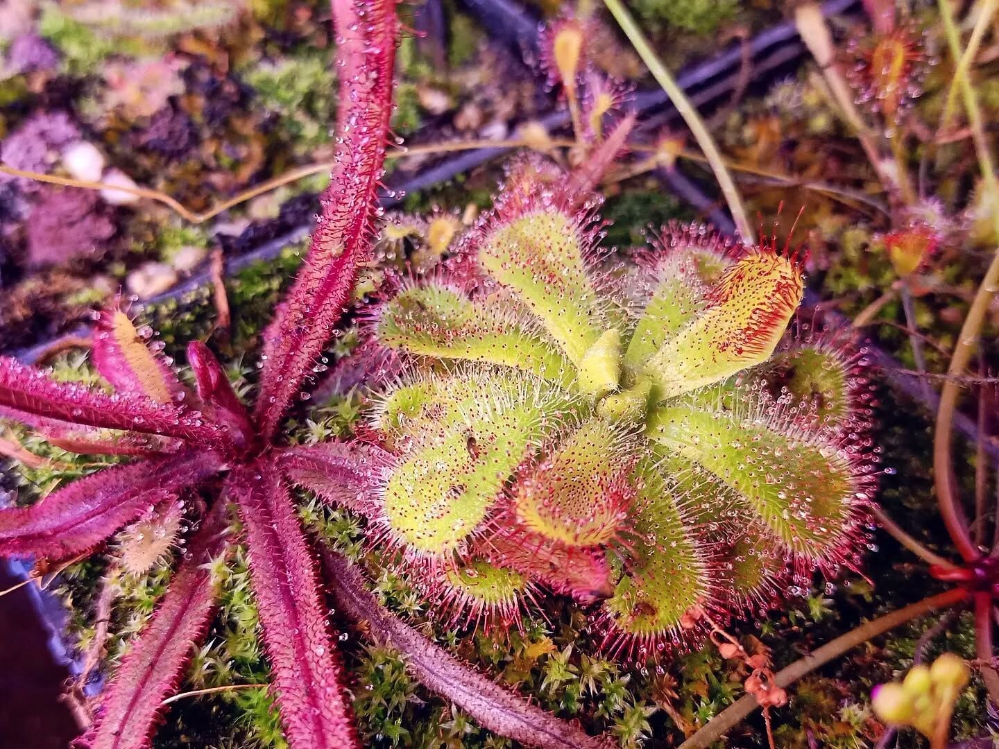 Drosera cuneifolia