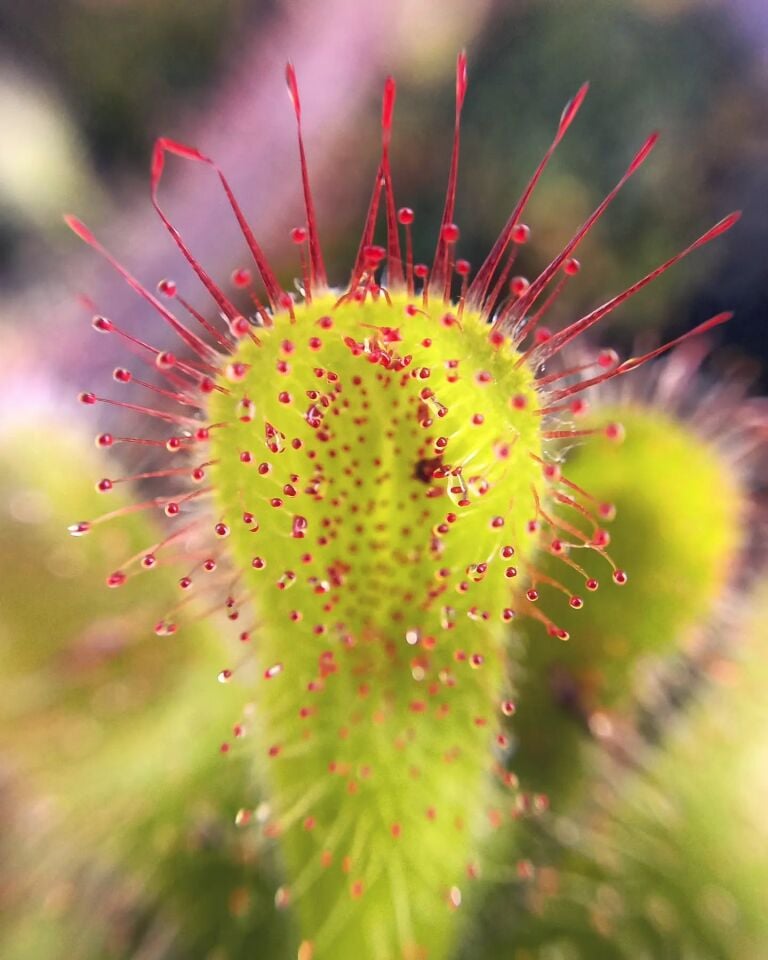 Drosera cuneifolia