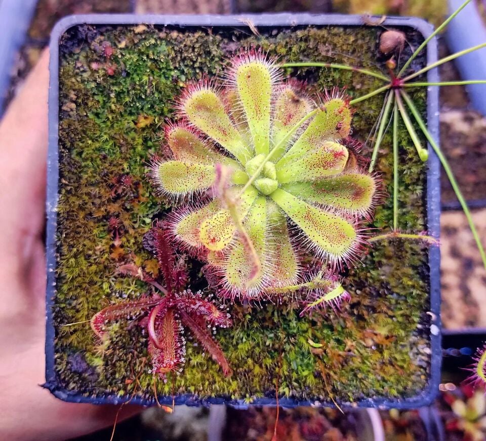 Drosera cuneifolia