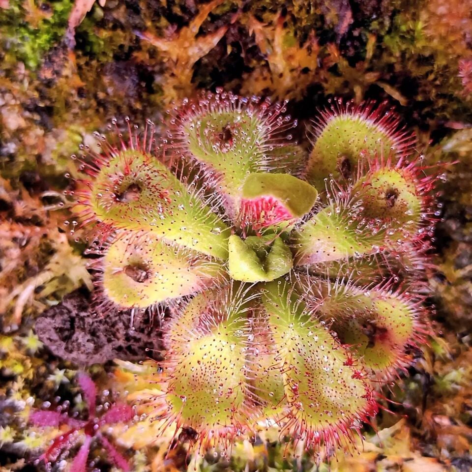 Drosera cuneifolia