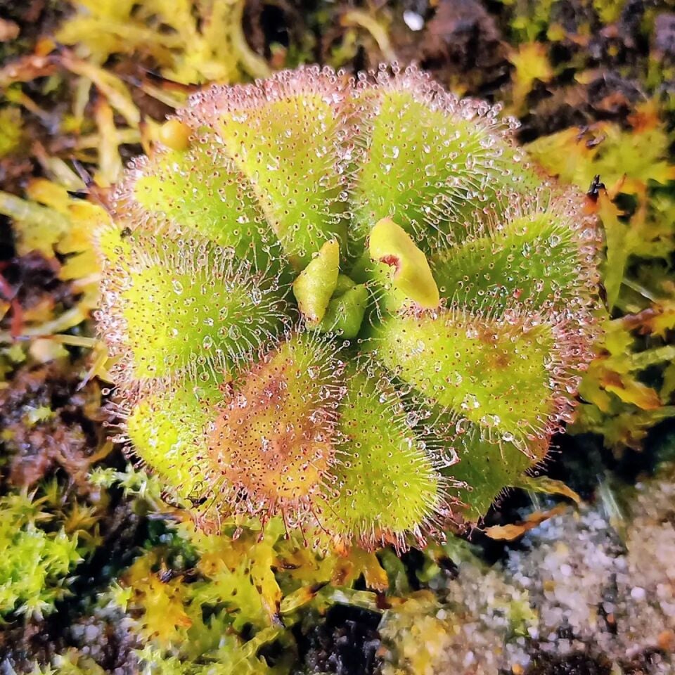 Drosera cuneifolia