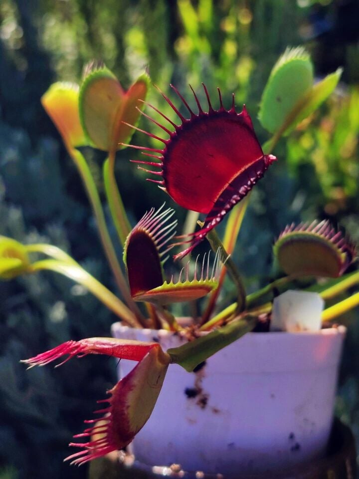 Dionaea muscipula 'nex fatum'