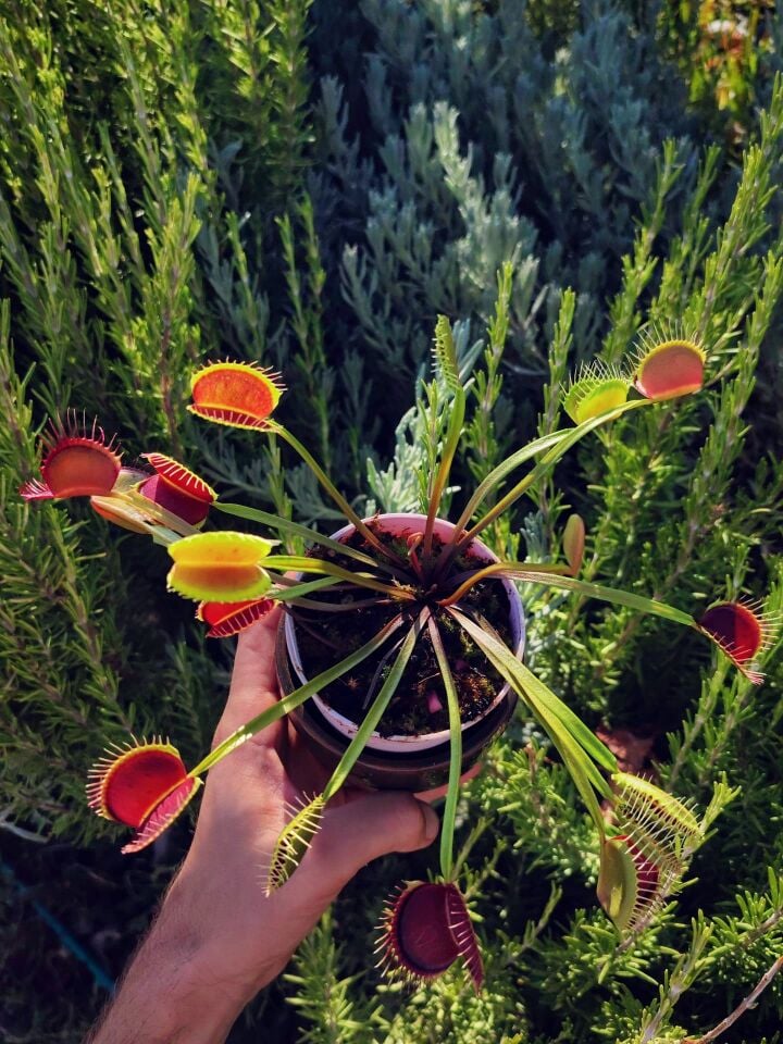 Dionaea muscipula 'nex fatum'