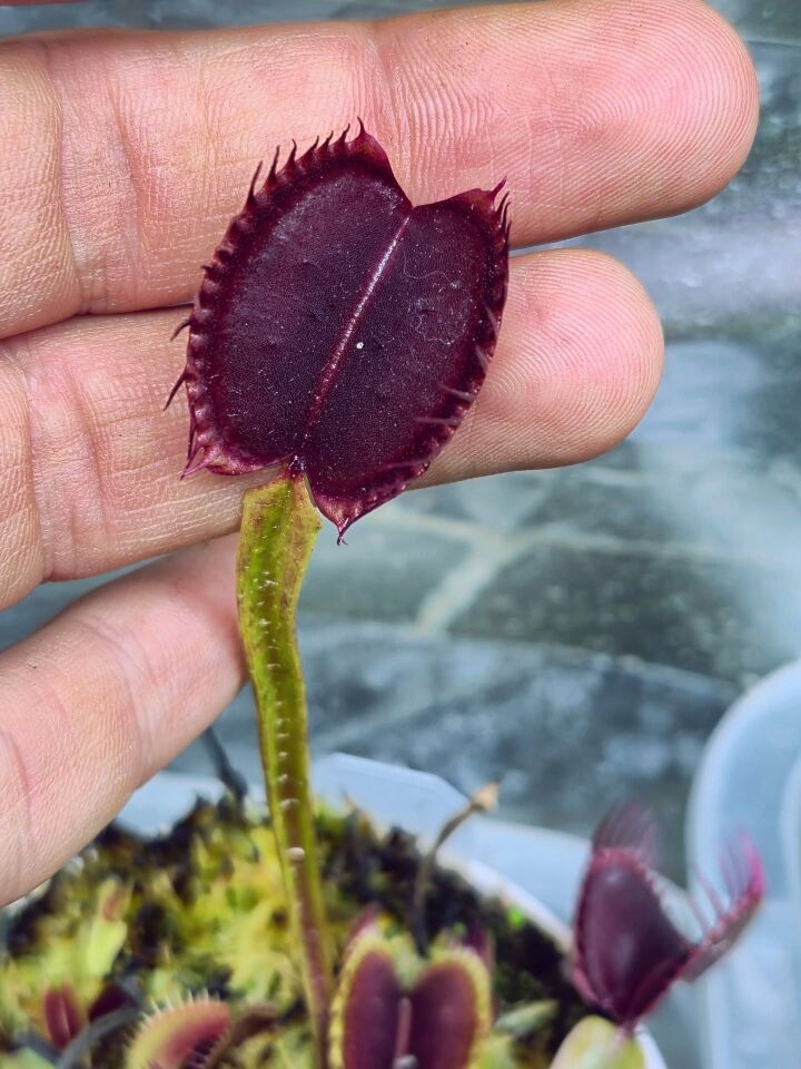 Dionaea muscipula 'nex fatum'