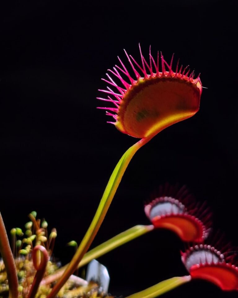 Dionaea muscipula 'nex fatum'
