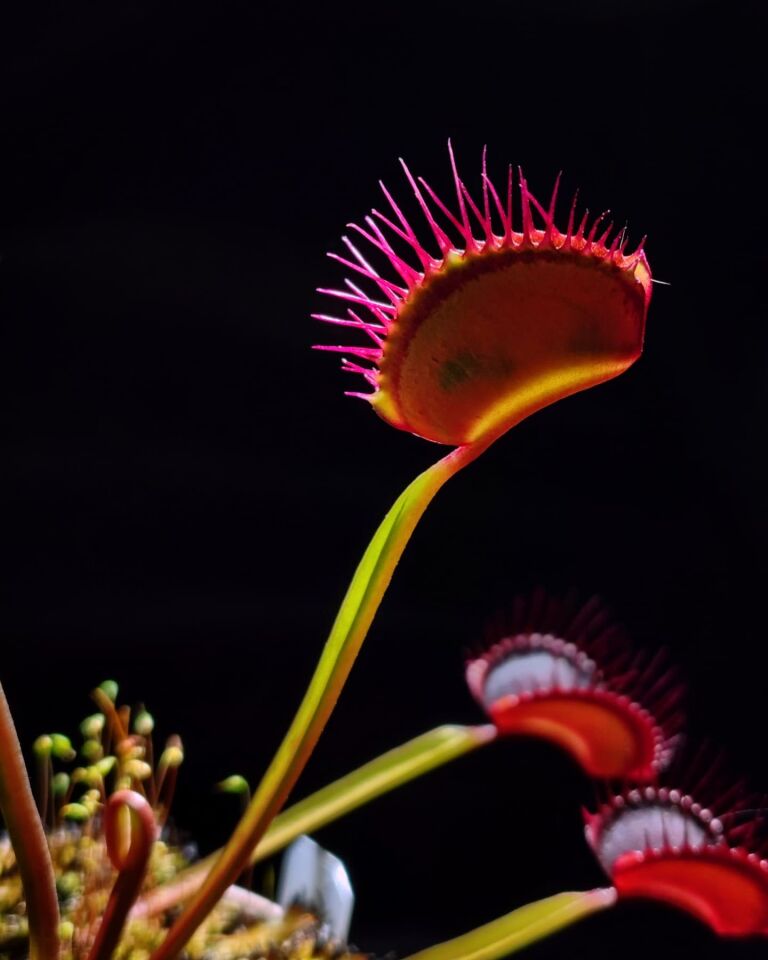 Dionaea muscipula 'nex fatum'