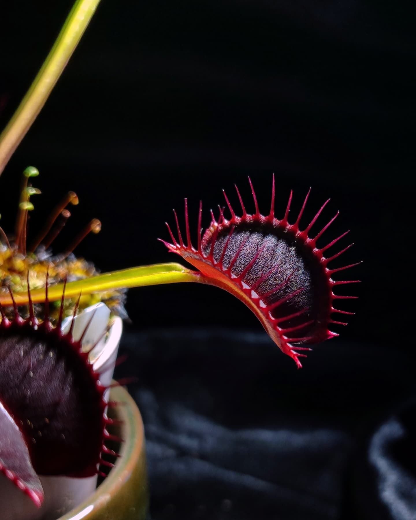 Dionaea muscipula 'nex fatum'