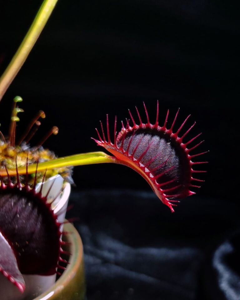 Dionaea muscipula 'nex fatum'