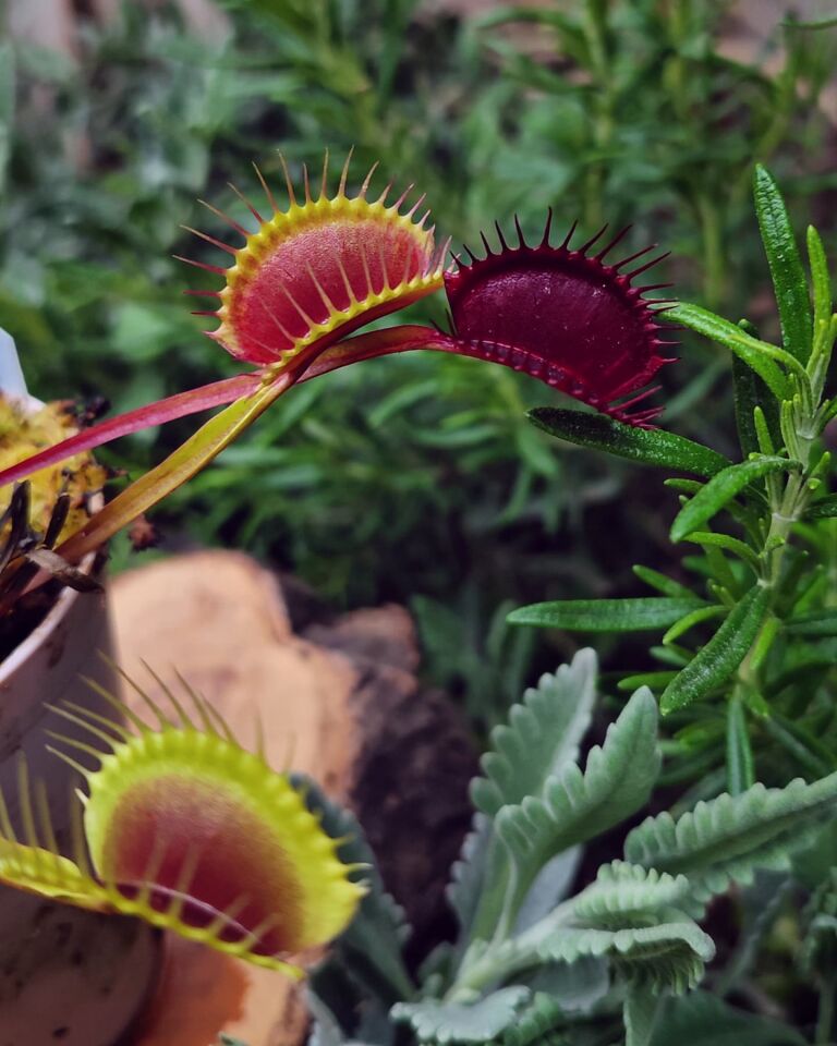 Dionaea muscipula 'nex fatum'