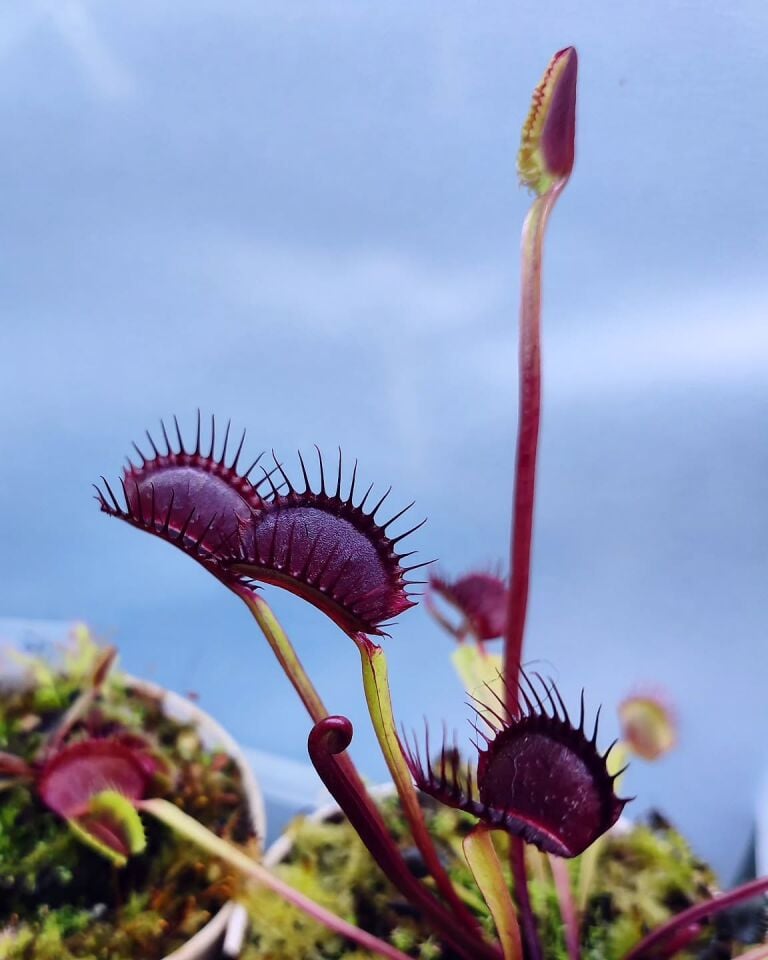 Dionaea muscipula 'nex fatum'