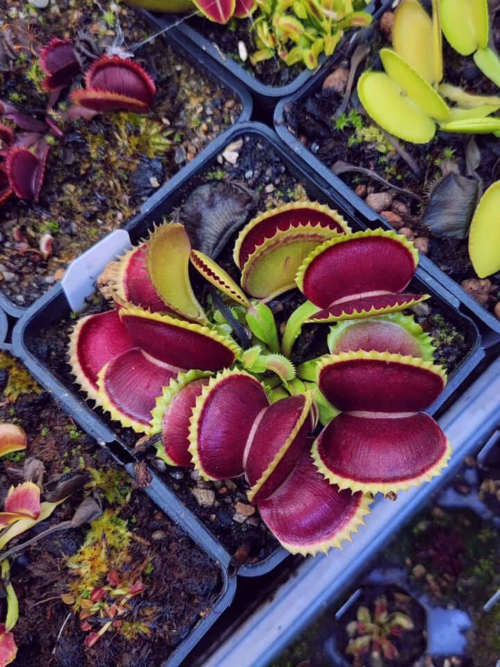 Dionaea muscipula 'wirinom'