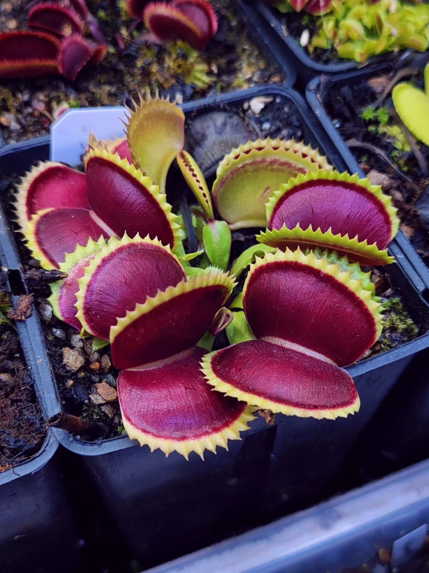 Dionaea muscipula 'wirinom'