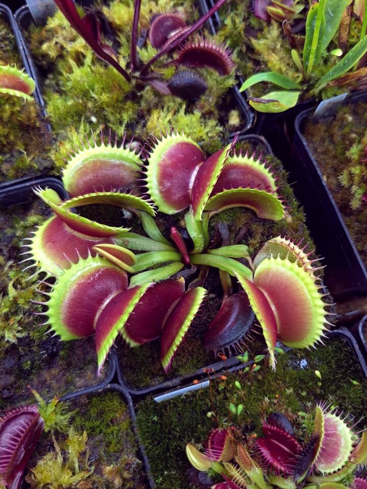 Dionaea muscipula 'wirinom'