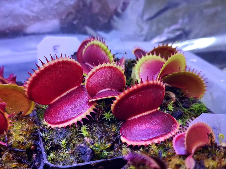 Dionaea muscipula 'wirinom'