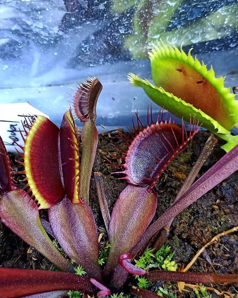Dionaea muscipula ''royal red''